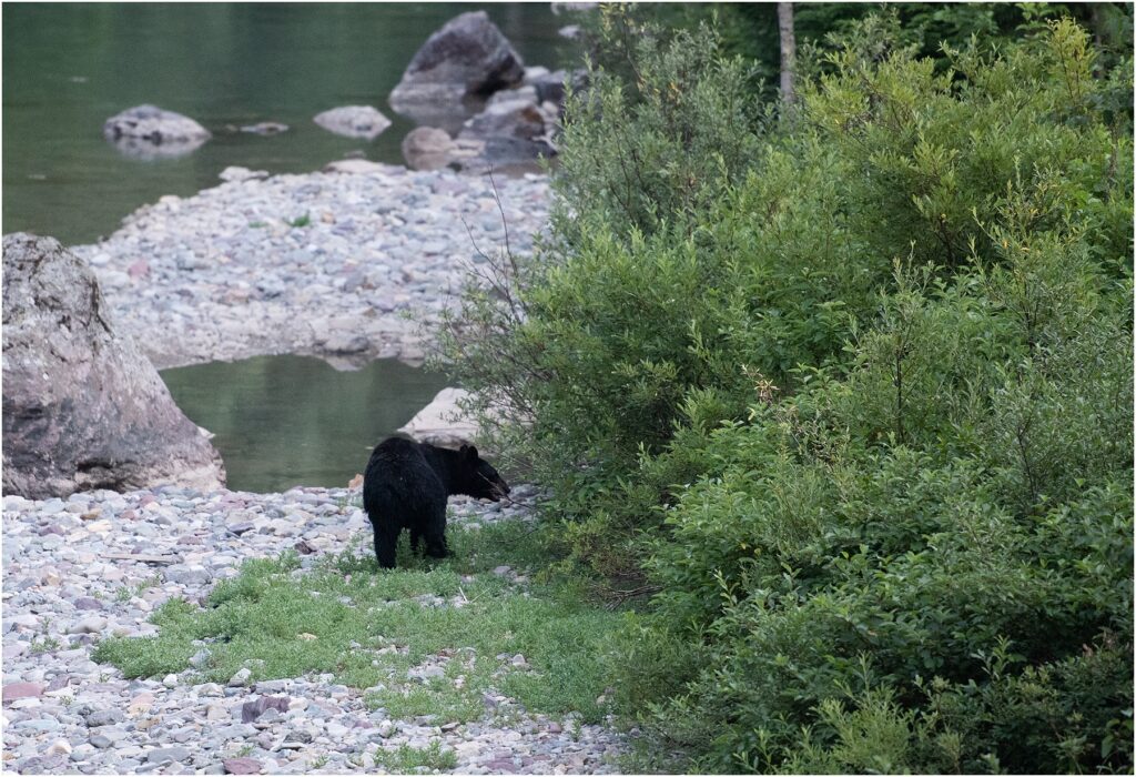 Bear on our Glacier National Park Visit