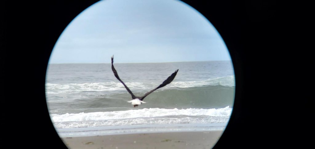 ocean shores bald eagle