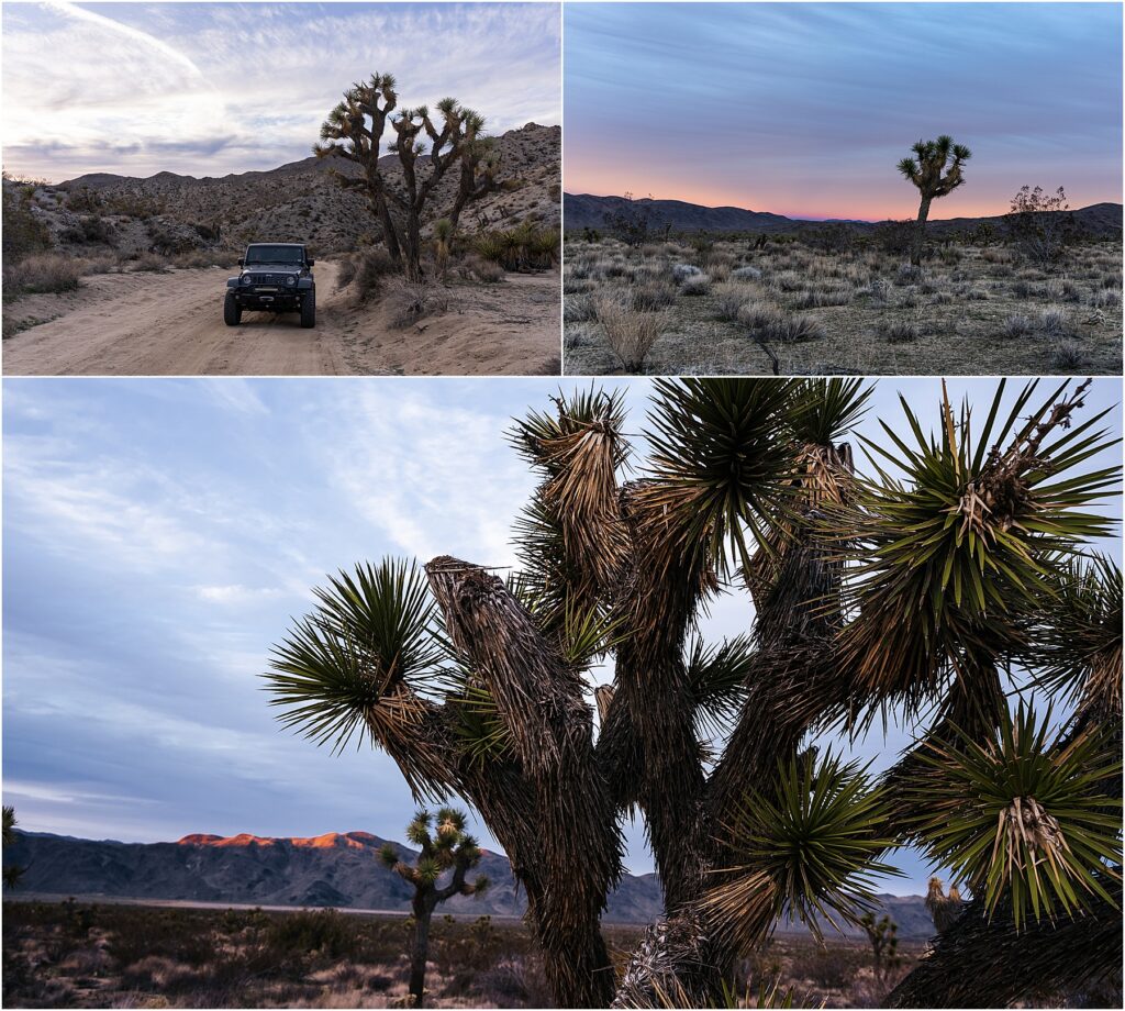 A quick sidetrack from Yuma to Joshua Tree National Park